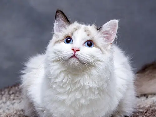 ขนส่งสัตว์เลี้ยง